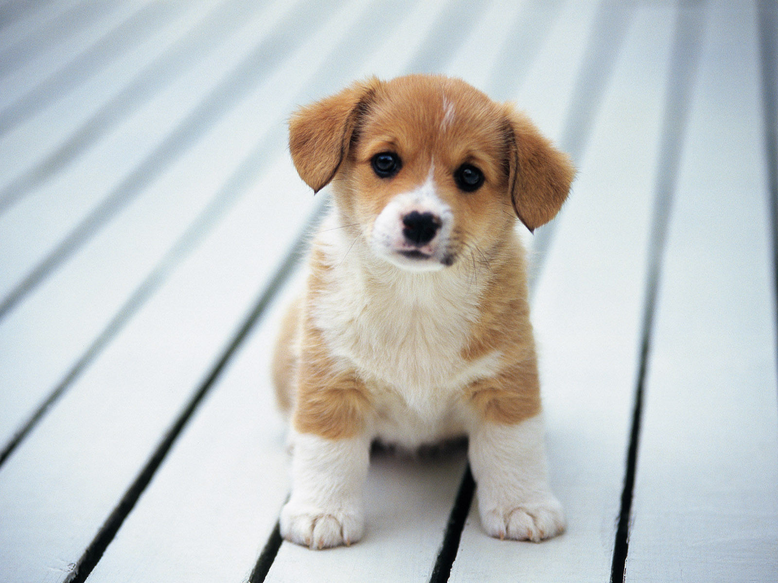 cute Puppy